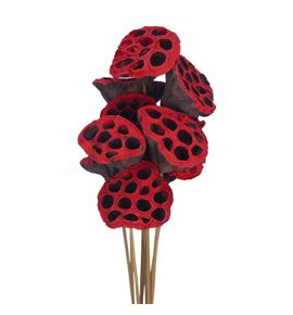 Lottus seco rojo tipped 60 x10 - LOTSECROJTIP