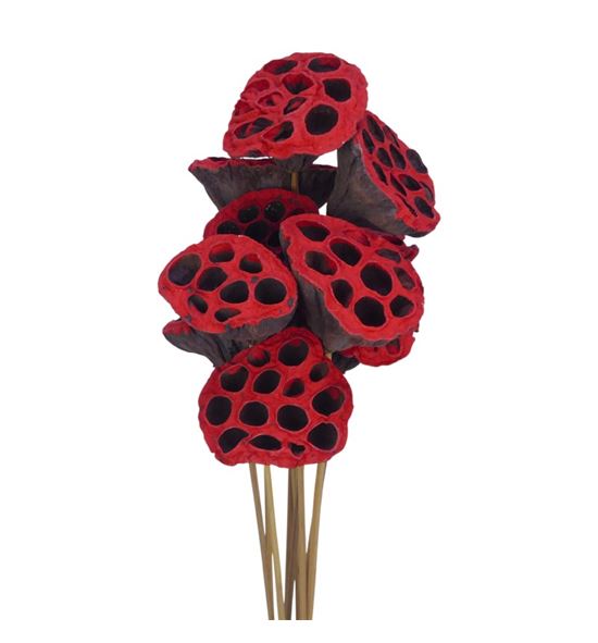 Lottus seco rojo tipped 60 x10 - LOTSECROJTIP