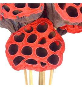 Lottus seco rojo tipped 60 x10 - LOTSECROJTIP