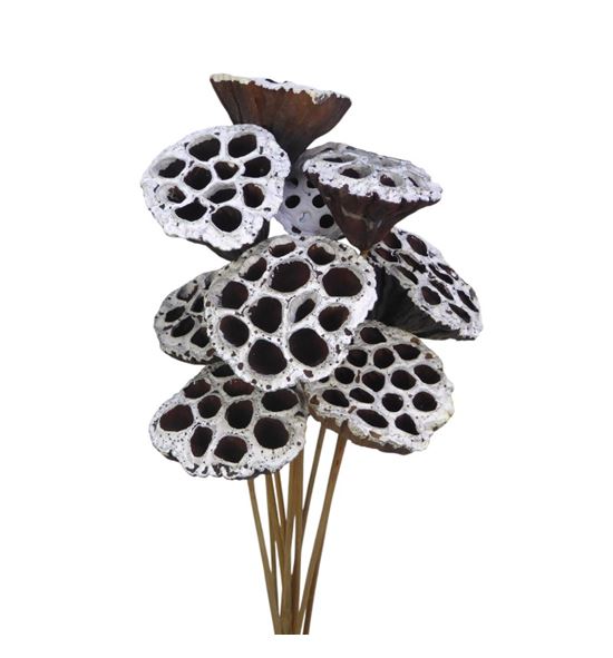 Lottus seco white wash 60 x10 - LOTSECWHIWAS