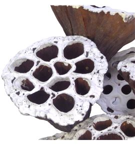 Lottus seco white wash 60 x10 - LOTSECWHIWAS