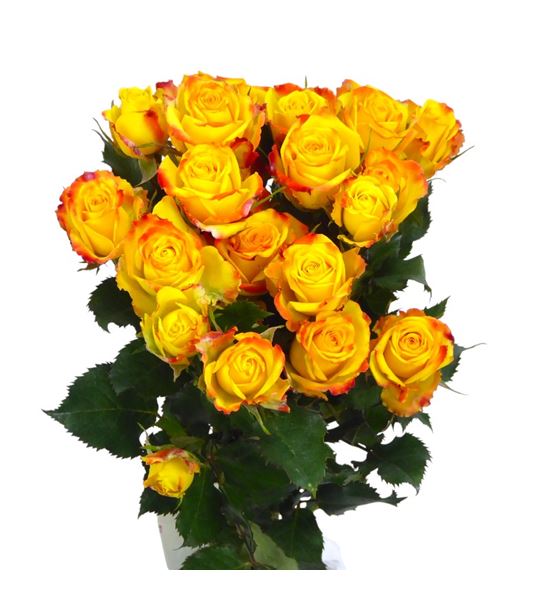 Rs ramificada eyeliner 50 - RTREYEL