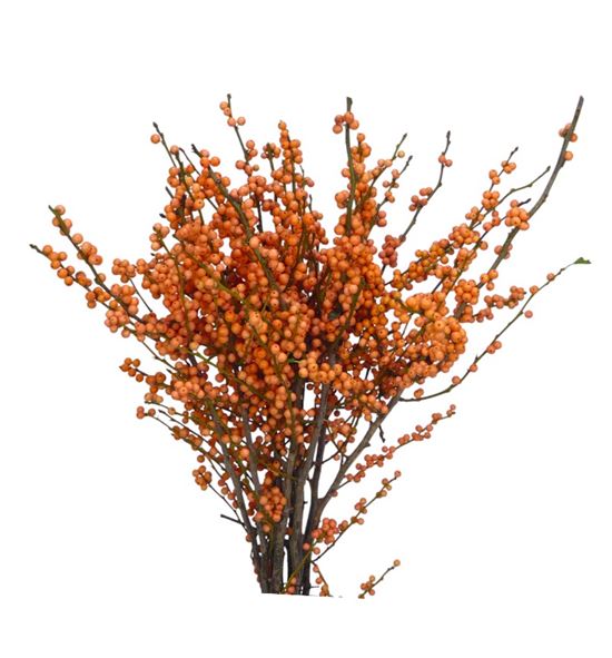 Ilex la range 55 - ILELARAN