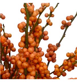 Ilex la range 55 - ILELARAN