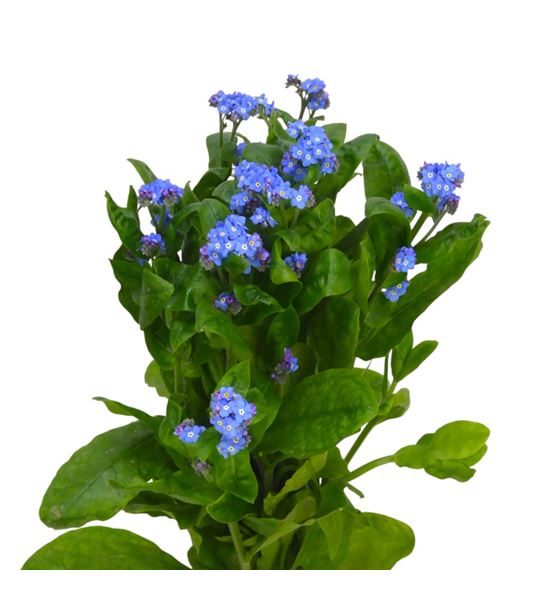 Myosotis 50 - MYO