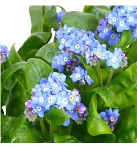 Myosotis 50 - MYO