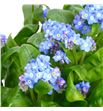 Myosotis 50 - MYO1