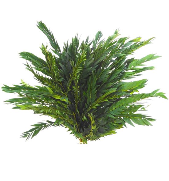 Mountain cedar 40 - MOUCED