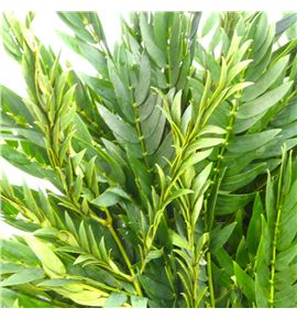 Mountain cedar 40 - MOUCED