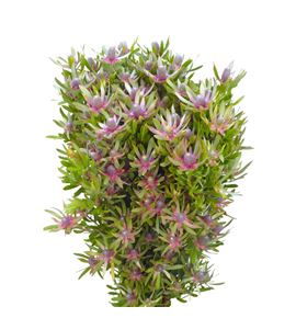 Leuca ayoba star pearl 60 - LEUAYOSTAPEA