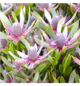 Leuca ayoba star pearl 60 - LEUAYOSTAPEA