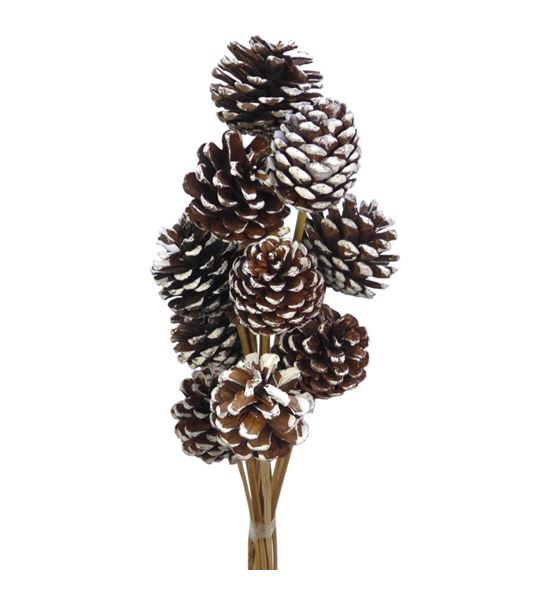 Piña white wash x10 - PINWHIWAS