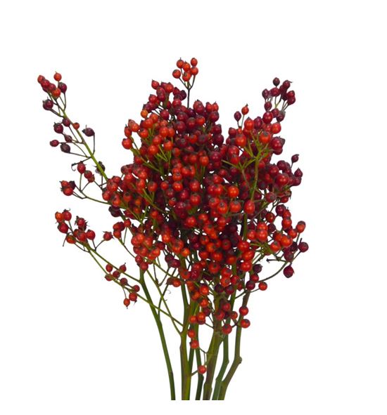 Rozenbottel autumn rosefruits 55 - ROZAUTROS