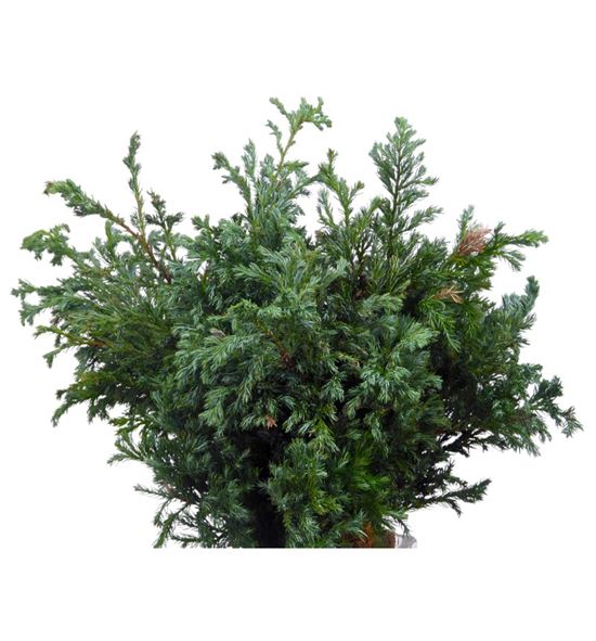 Conif. boulevard 30 - CONBOU