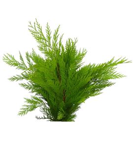 Conif.crippsii 50 - CONCRI