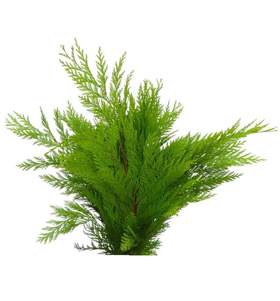 Conif.crippsii 50 - CONCRI