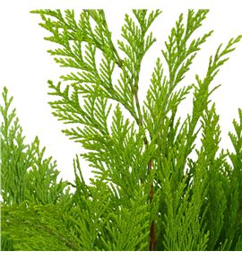 Conif.crippsii 50 - CONCRI