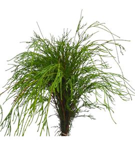 Conif.filifera 50 - CONFIL