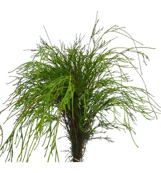 Conif.filifera 50 - CONFIL