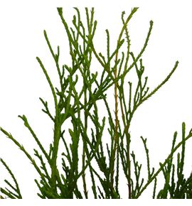 Conif.filifera 50 - CONFIL