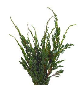 Conif. juniperus meyeri 50 - CONJUNMEY