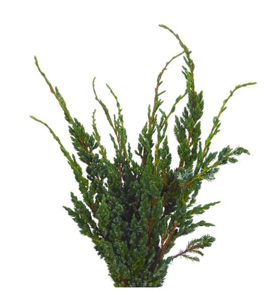 Conif. juniperus meyeri 50 - CONJUNMEY
