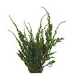 Conif. juniperus meyeri 50 - CONJUNMEY
