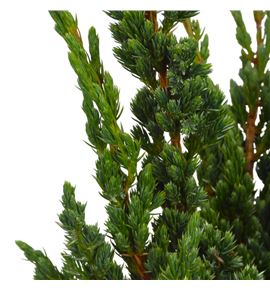Conif. juniperus meyeri 50 - CONJUNMEY
