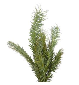 Acacia clair du lune 60 - ACACLALUN