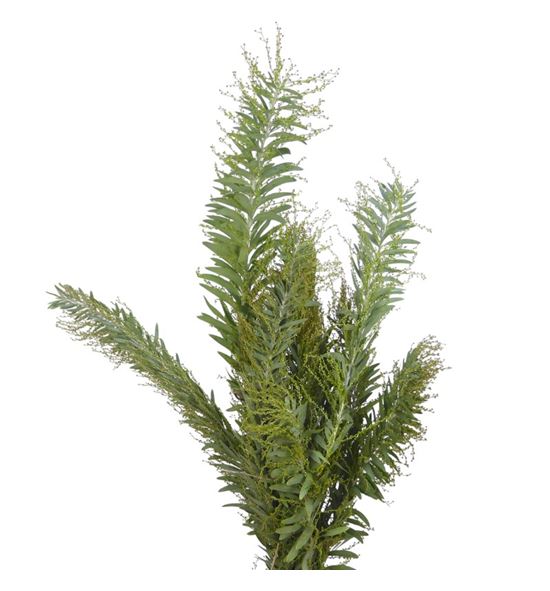 Acacia clair du lune 60 - ACACLALUN