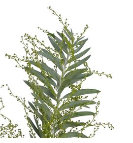 Acacia clair du lune 60 - ACACLALUN