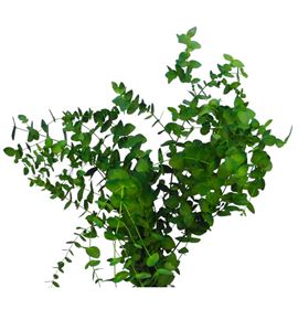 Eucaliptus cinerea tintado verde nacional - EUCCINVERNAC