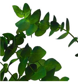 Eucaliptus cinerea tintado verde nacional - EUCCINVERNAC