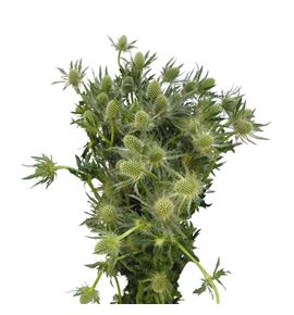 Eryng white lagoon 60 - ERYWHILAG