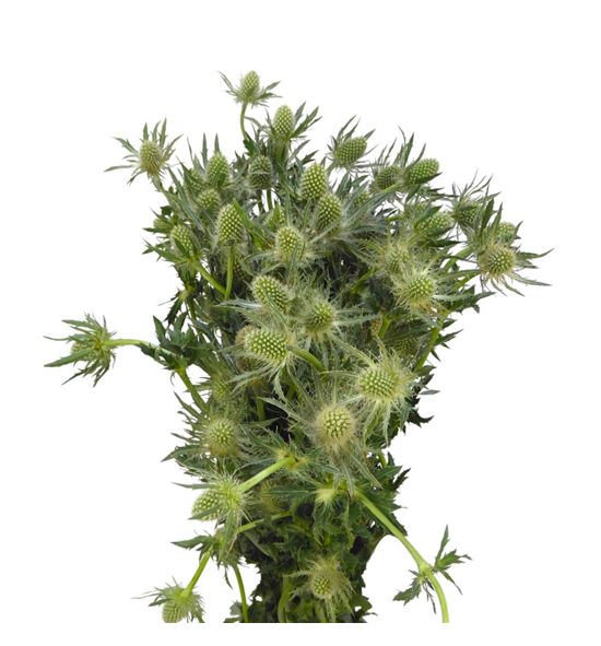 Eryng white lagoon 60 - ERYWHILAG