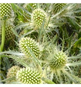 Eryng white lagoon 60 - ERYWHILAG