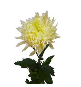 Cr rossano avignon 80 - CRGROSAVI