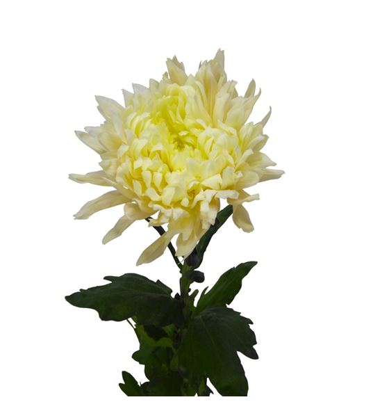 Cr rossano avignon 80 - CRGROSAVI