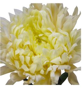 Cr rossano avignon 80 - CRGROSAVI