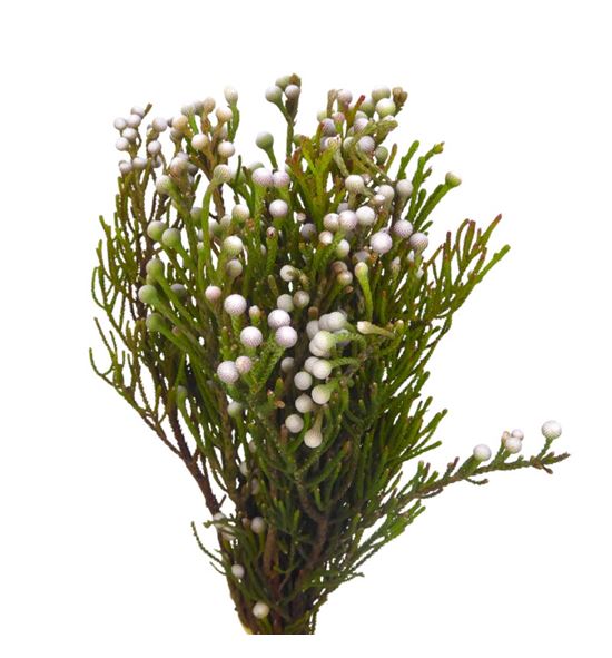 Kaaps brunia spray 40 - KAABRUSPR