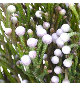 Kaaps brunia spray 40 - KAABRUSPR