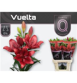 Lilium la hol vuelta 90 - LAHVUE