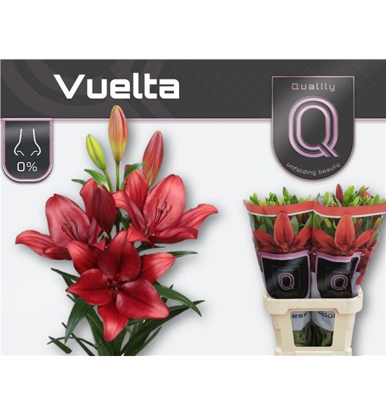 Lilium la hol vuelta 90 - LAHVUE