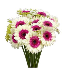 Gerb mini double fun 50 - GERMDOUFUN