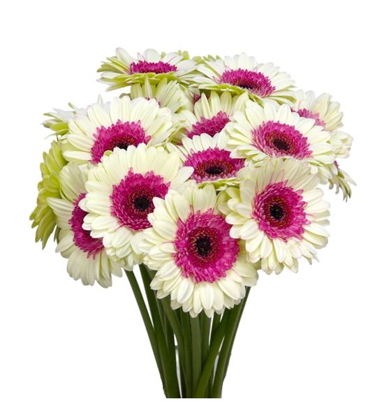 Gerb mini double fun 50 - GERMDOUFUN