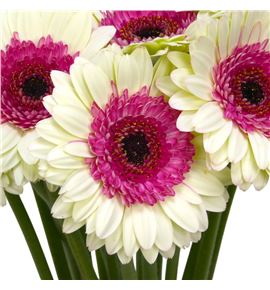 Gerb mini double fun 50 - GERMDOUFUN