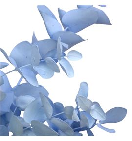 Eucaliptus cinerea azul claro - EUCINAZUCLA