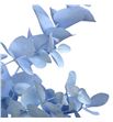 Eucaliptus cinerea azul claro - EUCINAZUCLA1