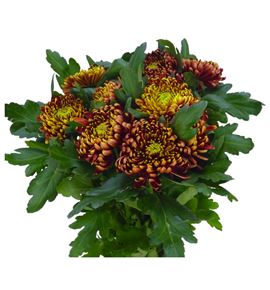 Cr ankara red 70 - CRGANKRED