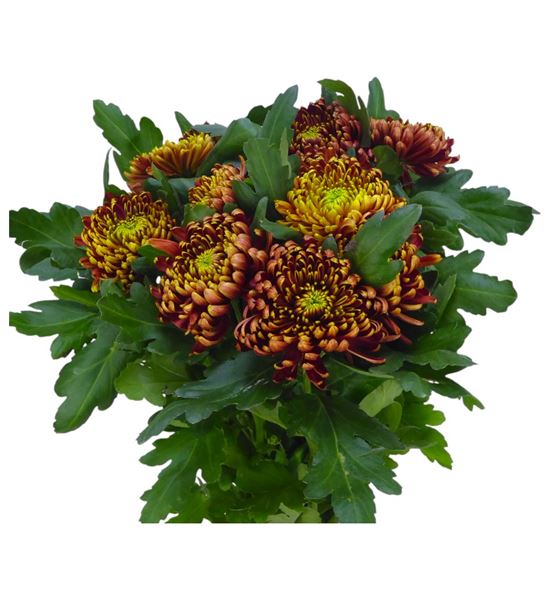 Cr ankara red 70 - CRGANKRED